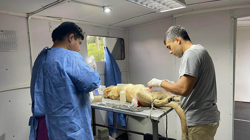 CASTRACIONES MASIVAS DE ANIMALES: BALANCE EXITOSO DEL MÓVIL QUIRÚRGICO IMPULSADO POR DI GREGORIO
