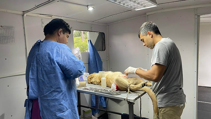 SALUD ANIMAL: DI GREGORIO CONFIRMÓ LA CONTINUIDAD 
DE LAS CASTRACIONES MASIVAS.
